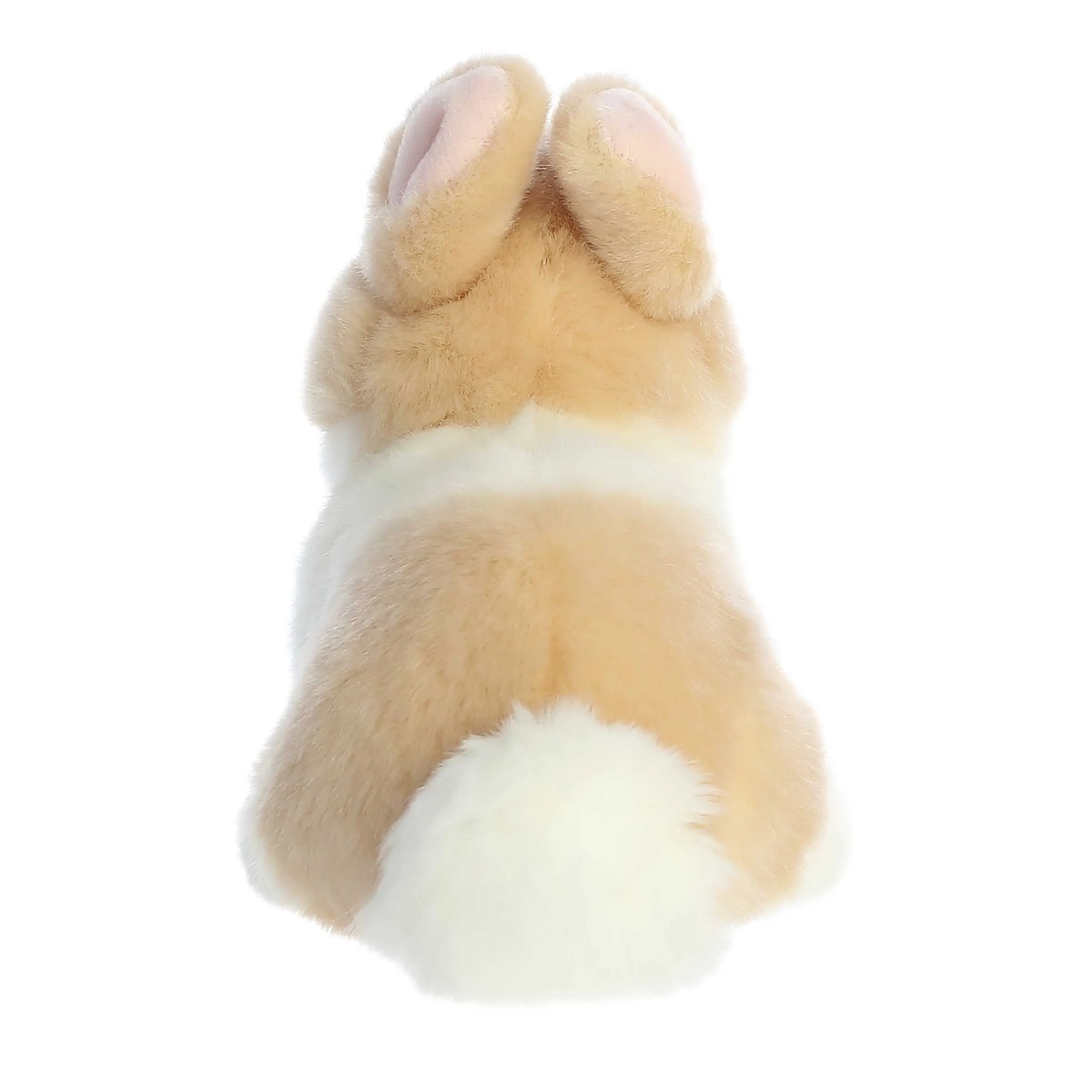 Ginger/white Baby Bunny
