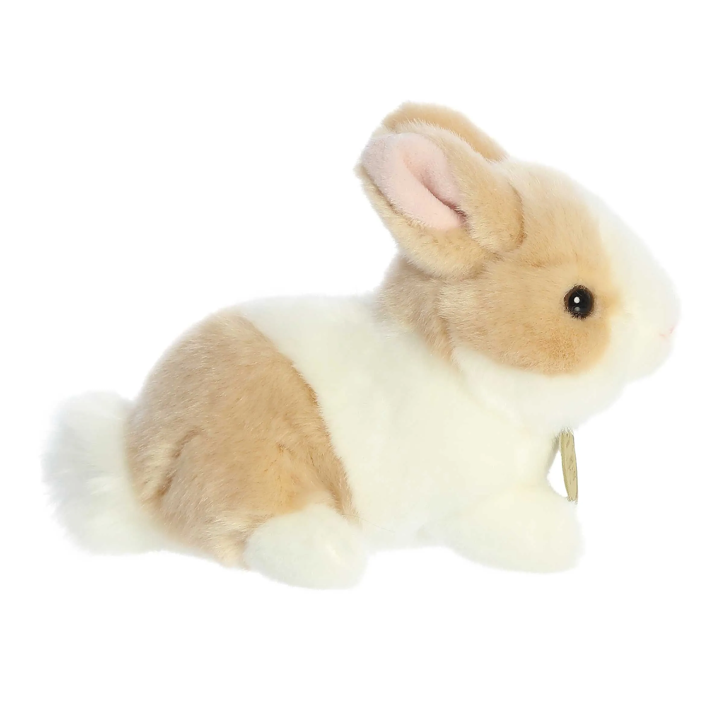Ginger/white Baby Bunny