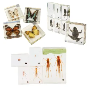 Life Cycle Acrylic Specimen Exploration Sets Bundle | Frog, Butterfly & Grasshopper Models